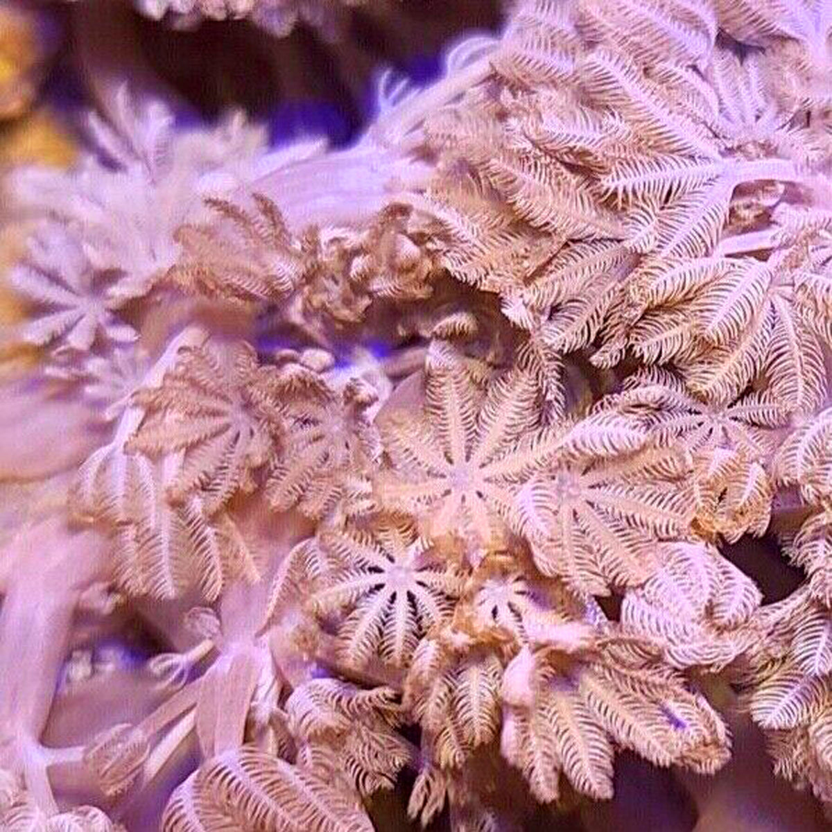 Pom Pom Pulsing Xenia