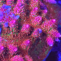 Princess Peach Acropora - Aquacultured SPS Coral | AJ's Aquariums