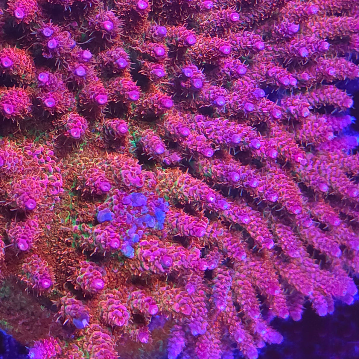 Princess Peach Acropora - Aquacultured SPS Coral | AJ's Aquariums