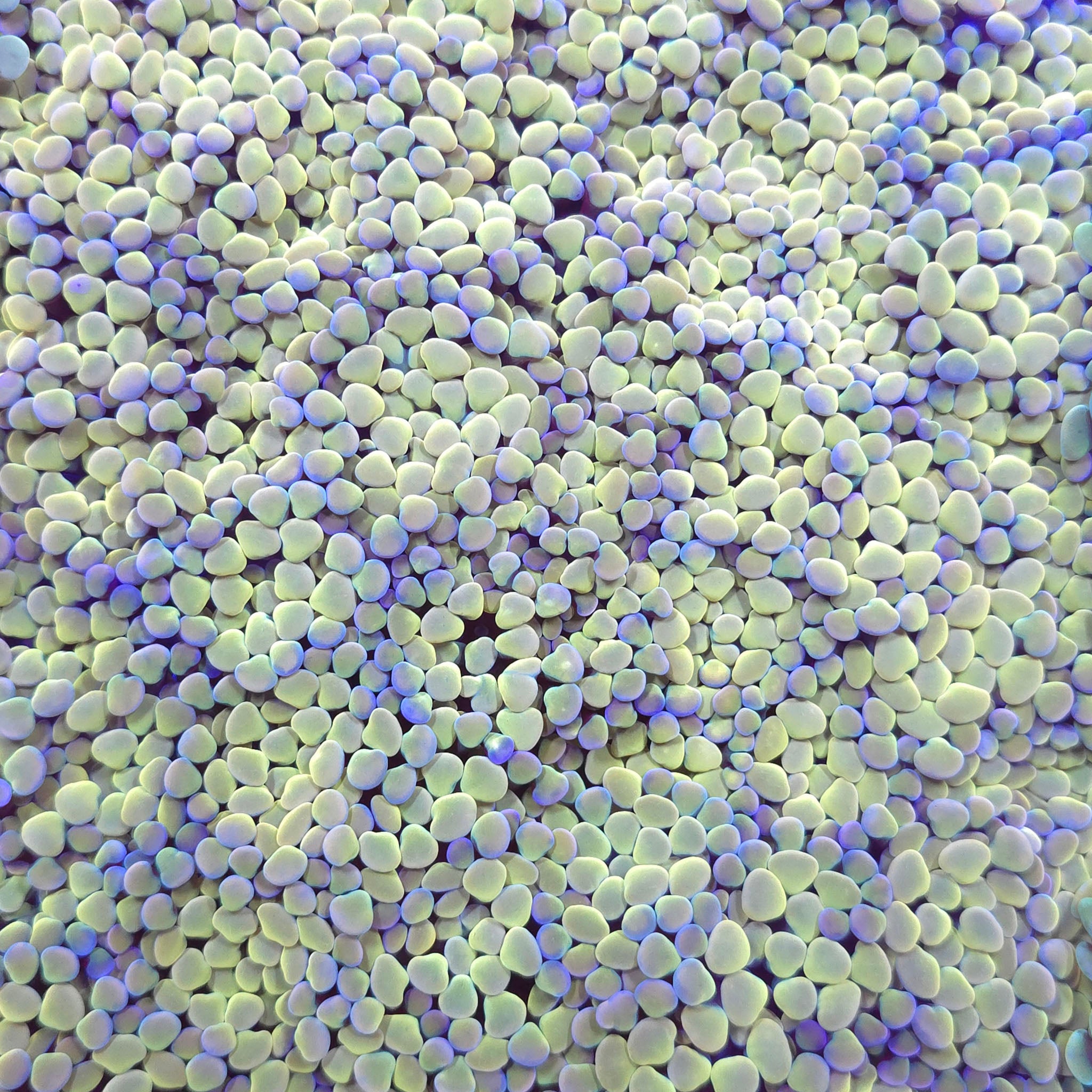 Prism Hammer - Aquacultured LPS Coral | AJ's Aquariums
