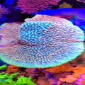 Prometheus Montipora - Aquacultured SPS Coral | AJ's Aquariums