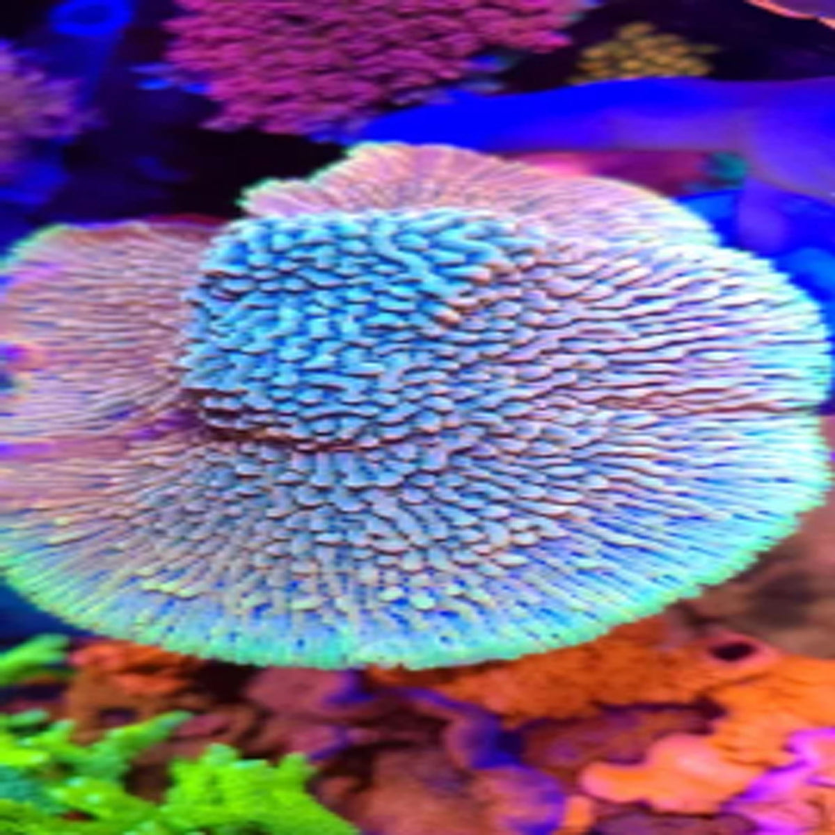 Prometheus Montipora - Aquacultured SPS Coral | AJ's Aquariums