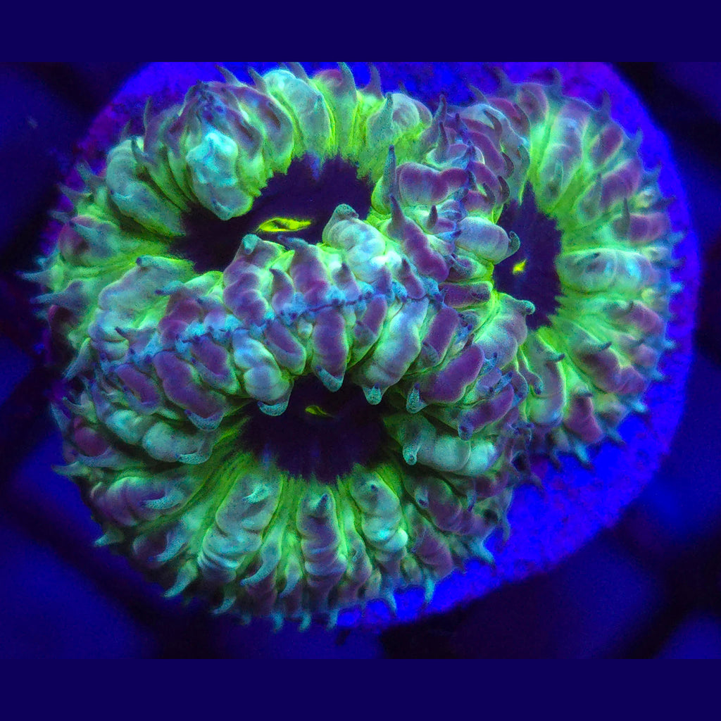 AJ's Purple People Eater Blastomussa - Aquacultured LPS Coral | AJ's Aquariums