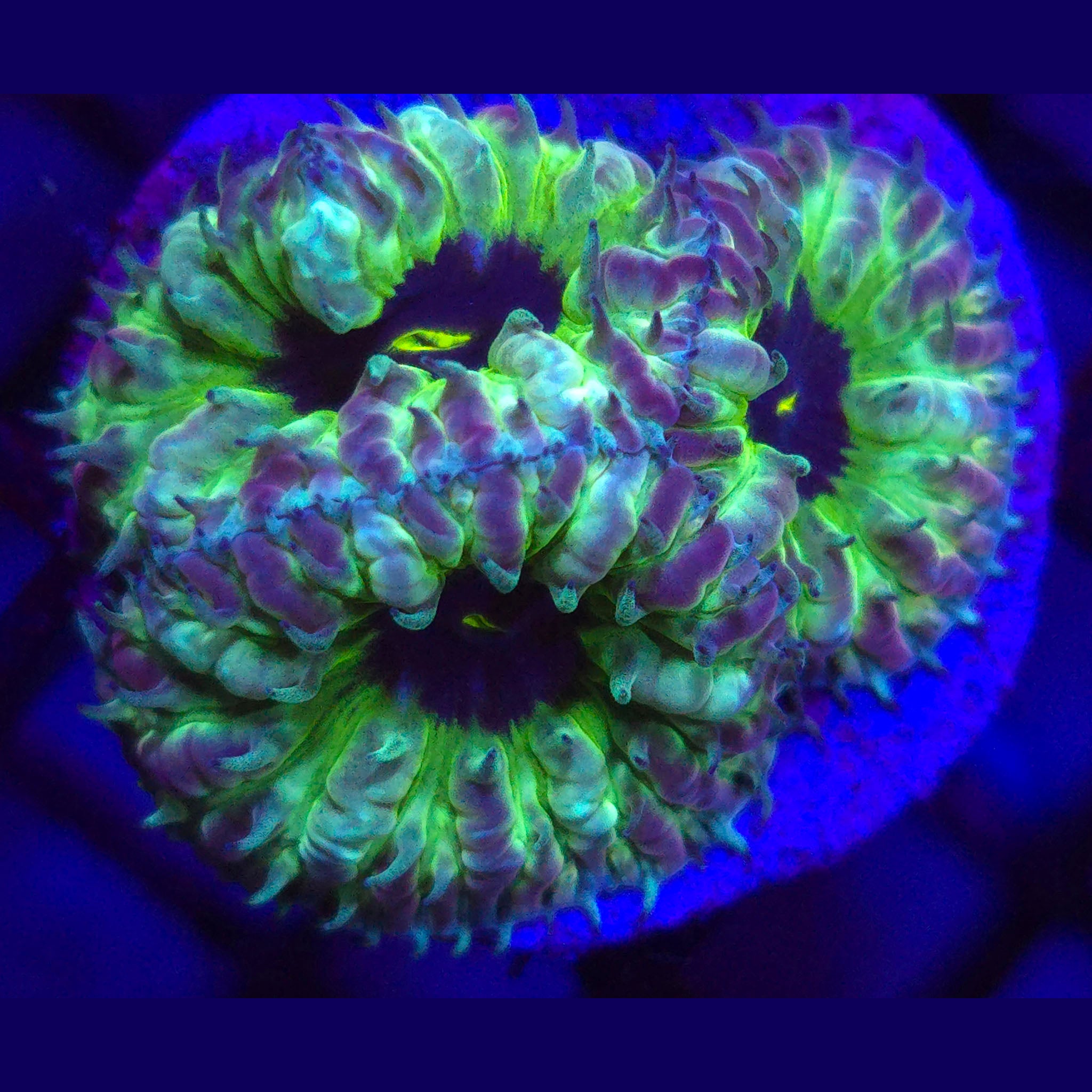 AJ's Purple People Eater Blastomussa - Aquacultured LPS Coral | AJ's Aquariums