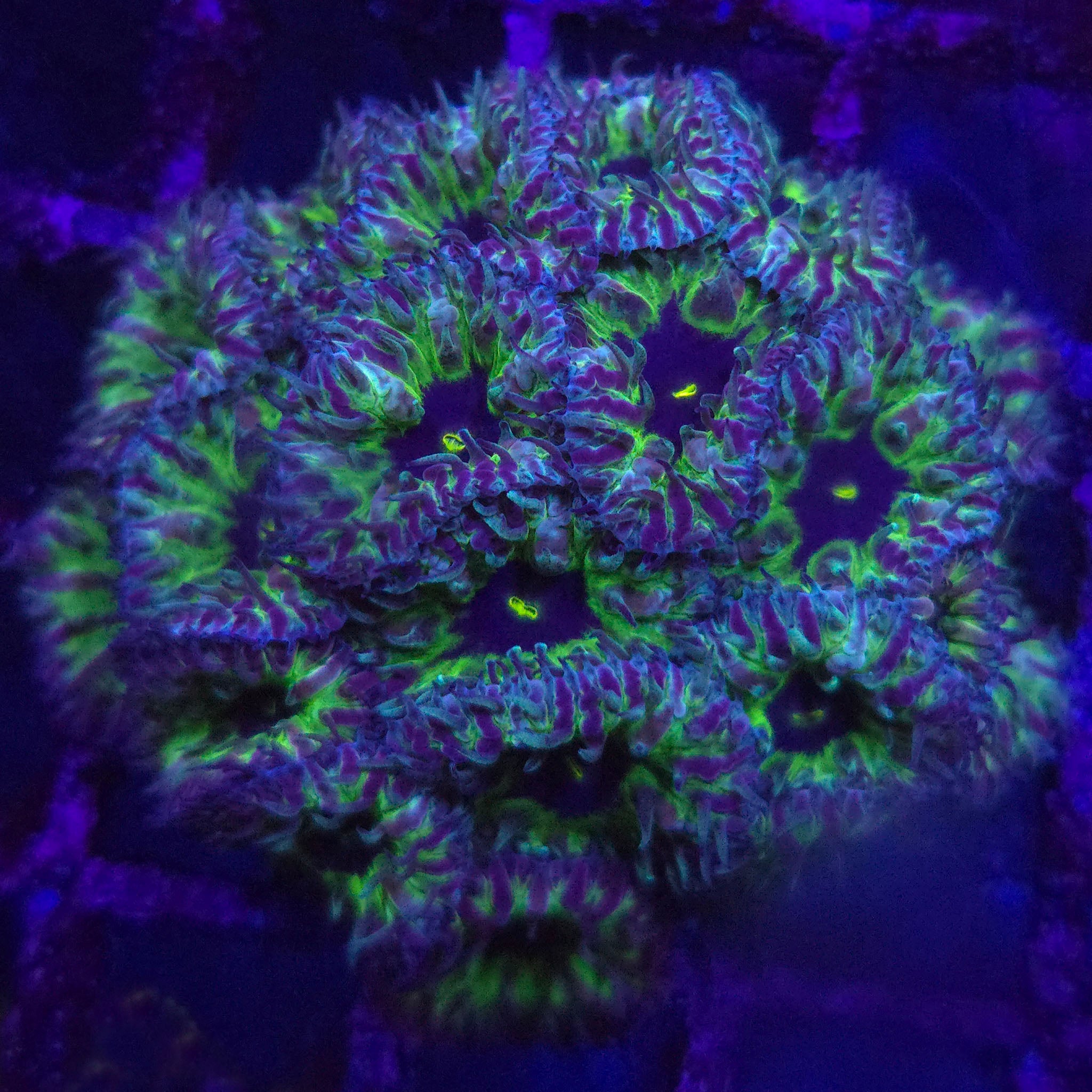 Purple People Eater Blastomussa
