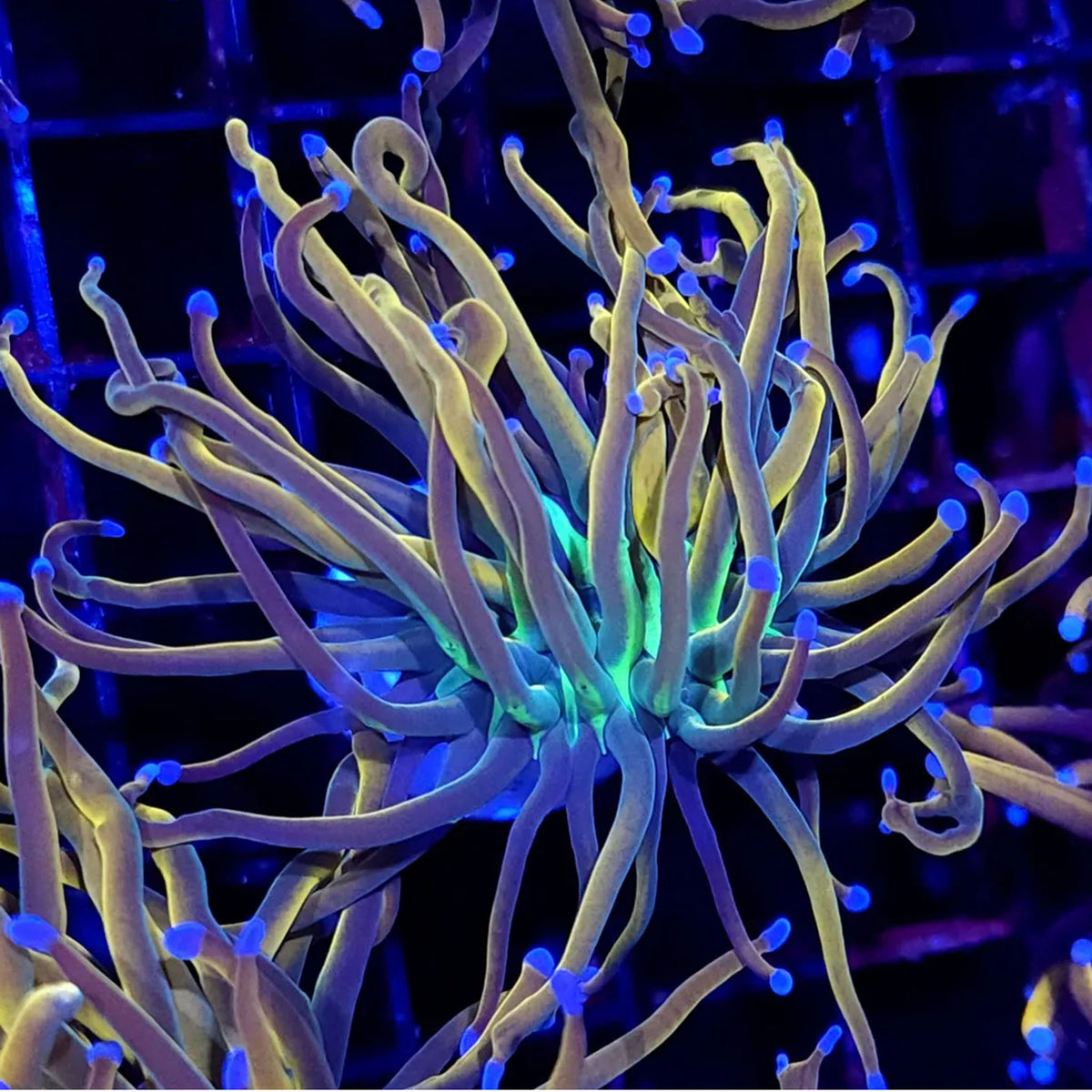 RD Dragon Tamer Torch - Aquacultured LPS Coral | AJ's Aquariums