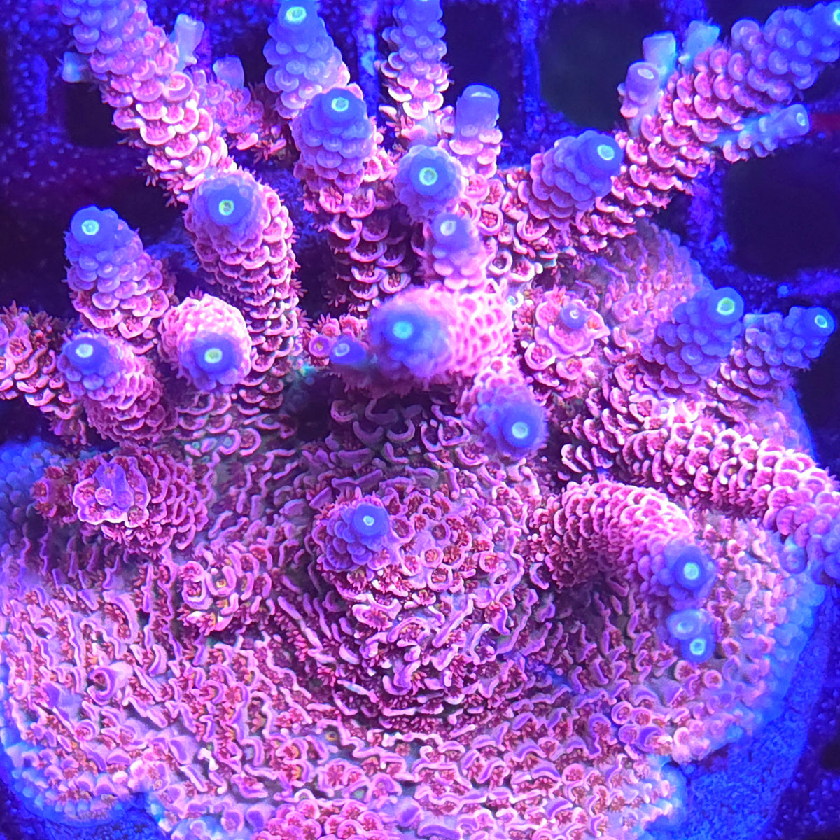 RMF Lucky Charms Acropora