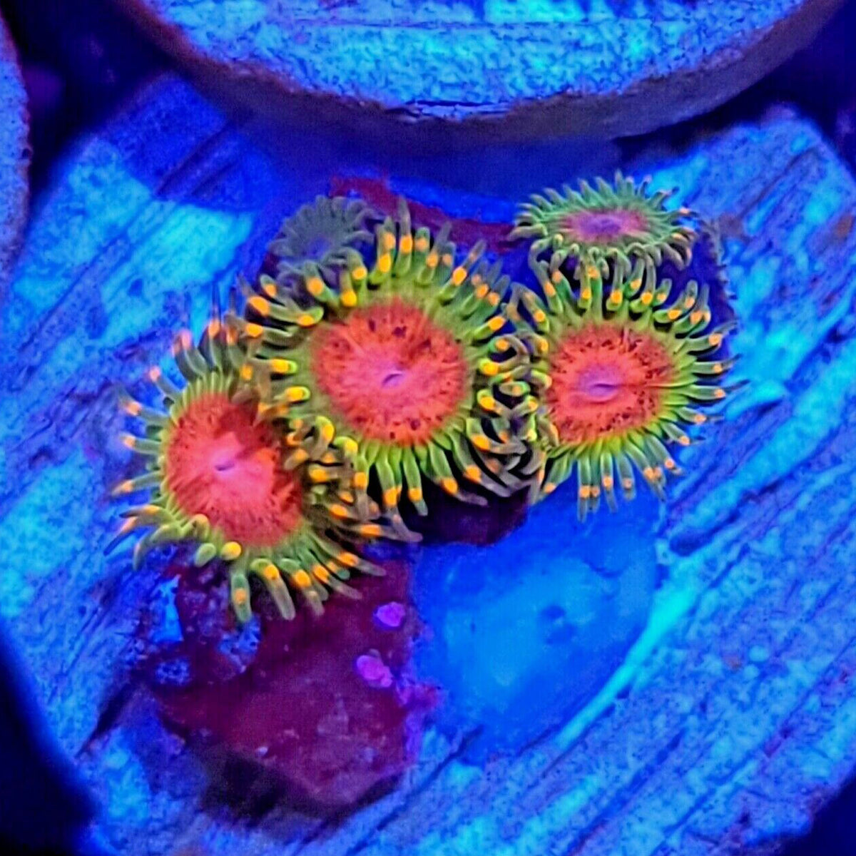 RMF Awesome Blossom Zoanthids - Aquacultured Softie Coral | AJ's Aquariums