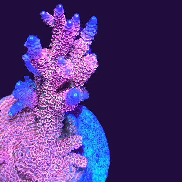 RRC Mardi Gras Acropora