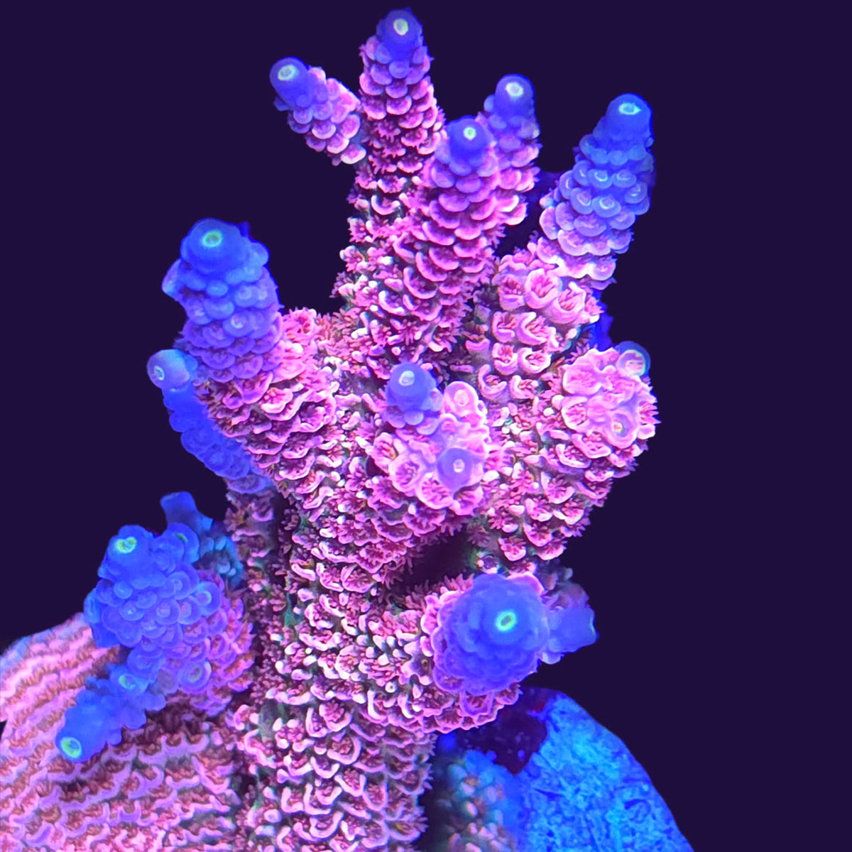 RRC Mardi Gras Acropora
