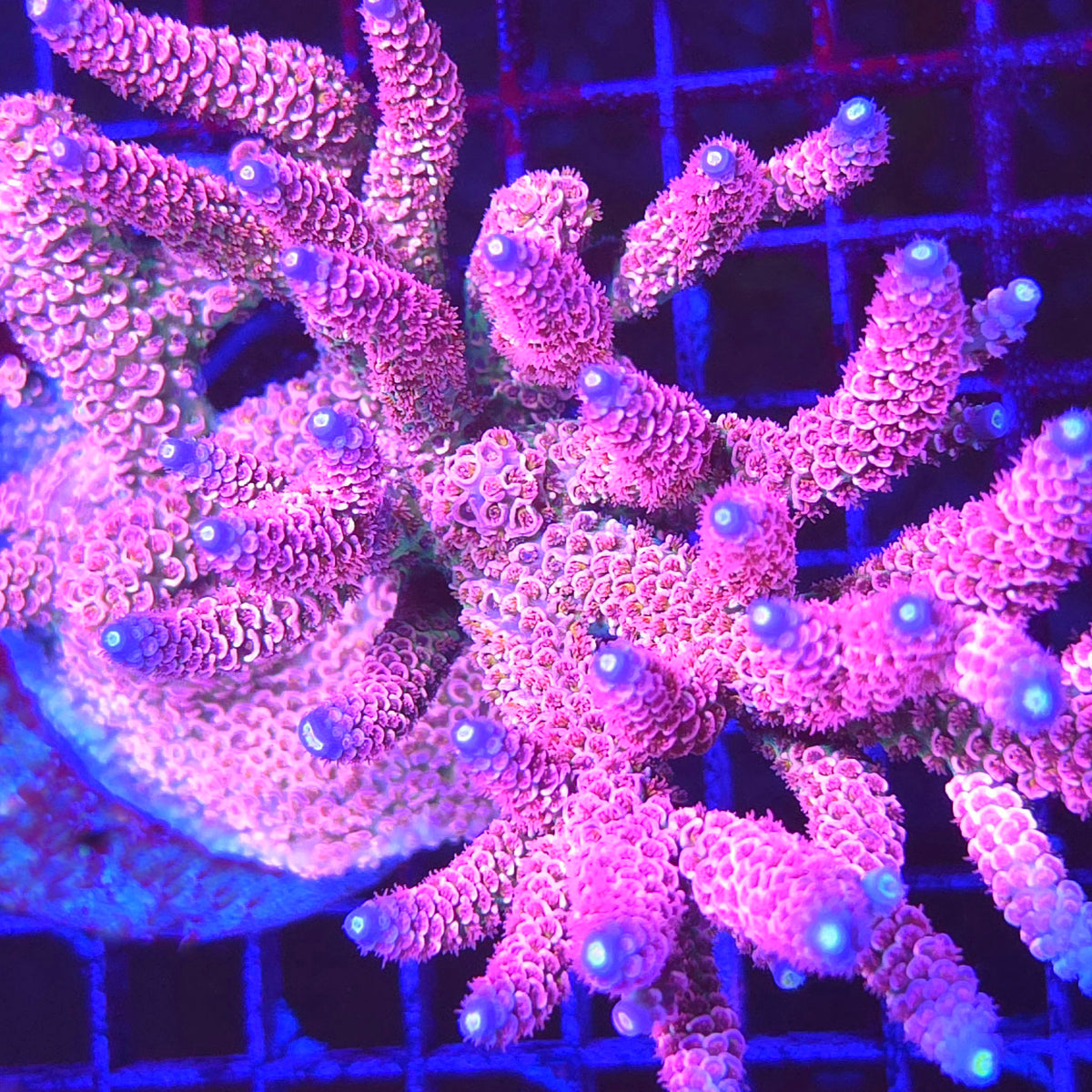 RRC Supreme Acropora
