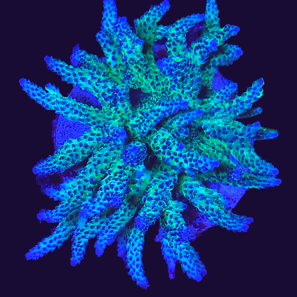 RR The Vinh Acropora