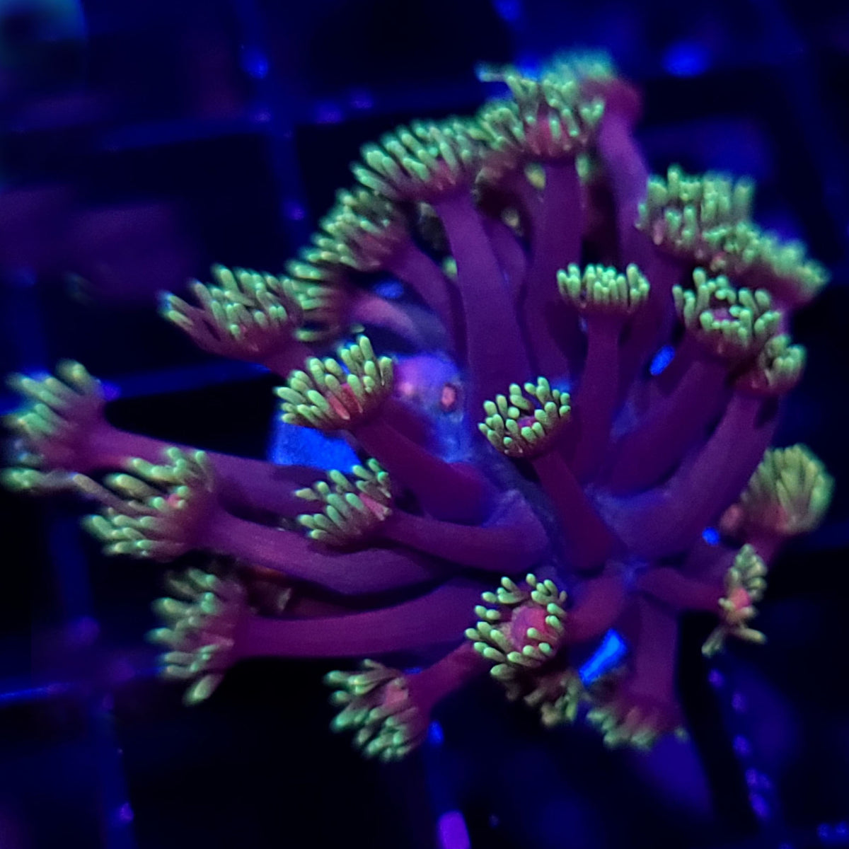 RTA Ironman Goniopora