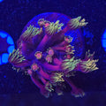 RTA Ironman Goniopora WYSIWYG - Aquacultured LPS Coral | AJ's Aquariums
