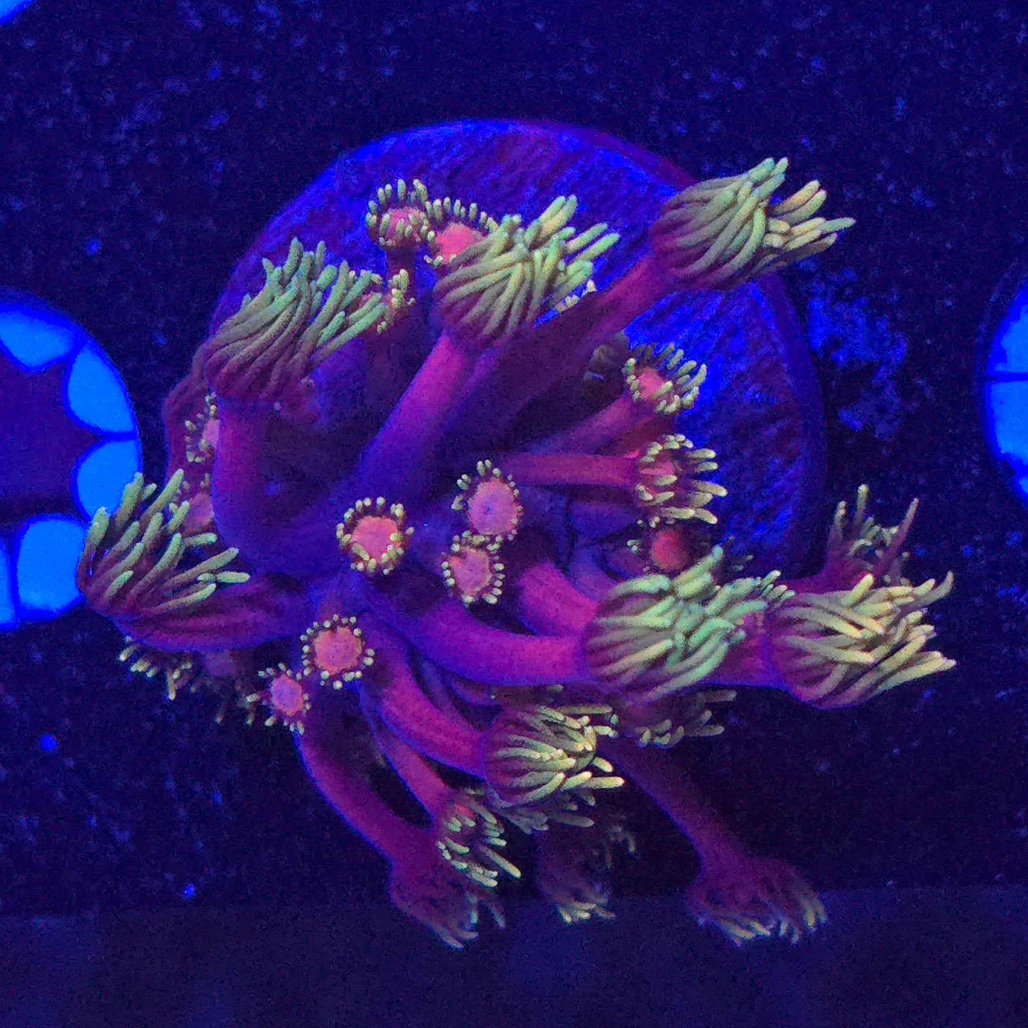 RTA Ironman Goniopora WYSIWYG - Aquacultured LPS Coral | AJ's Aquariums