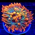 Rainbow Bubble Tip Anemone - Aquacultured Anemone | AJ's Aquariums