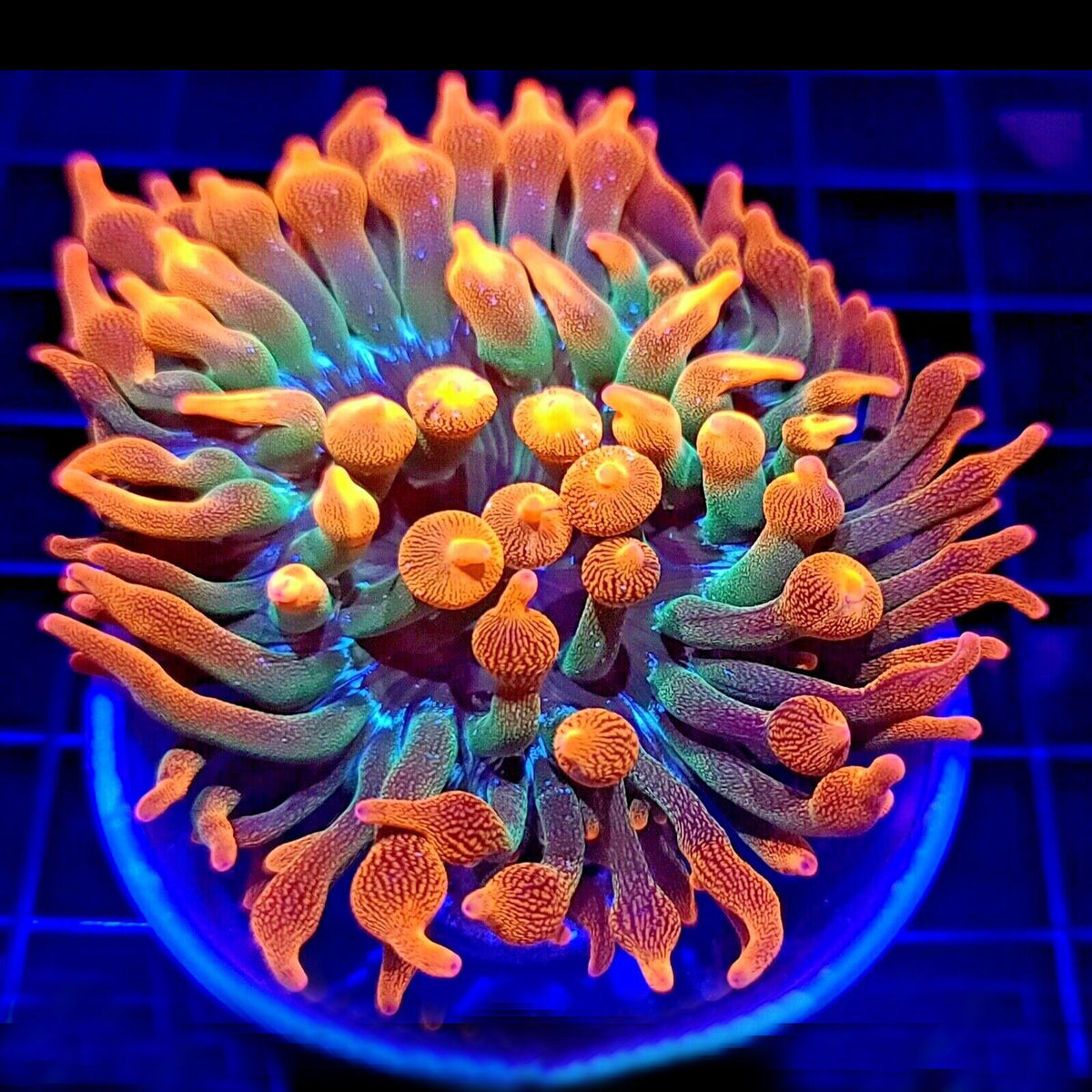 Rainbow Bubble Tip Anemone - Aquacultured Anemone | AJ's Aquariums