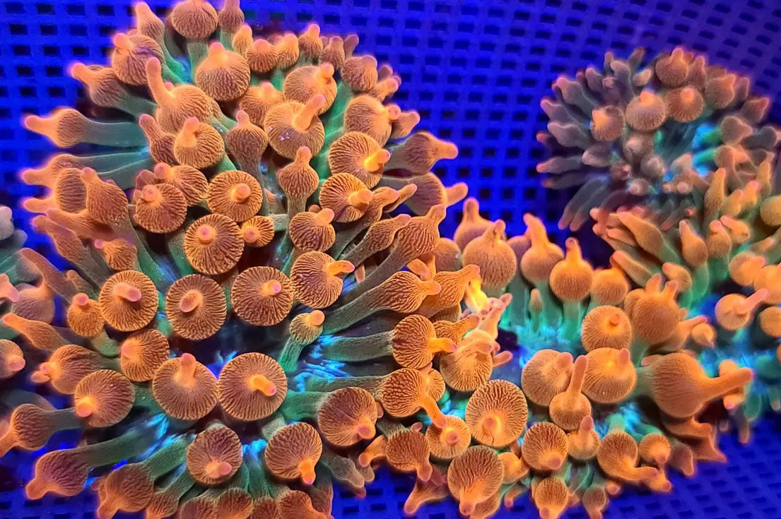 Rainbow Bubble Tip Anemone (RBTA)