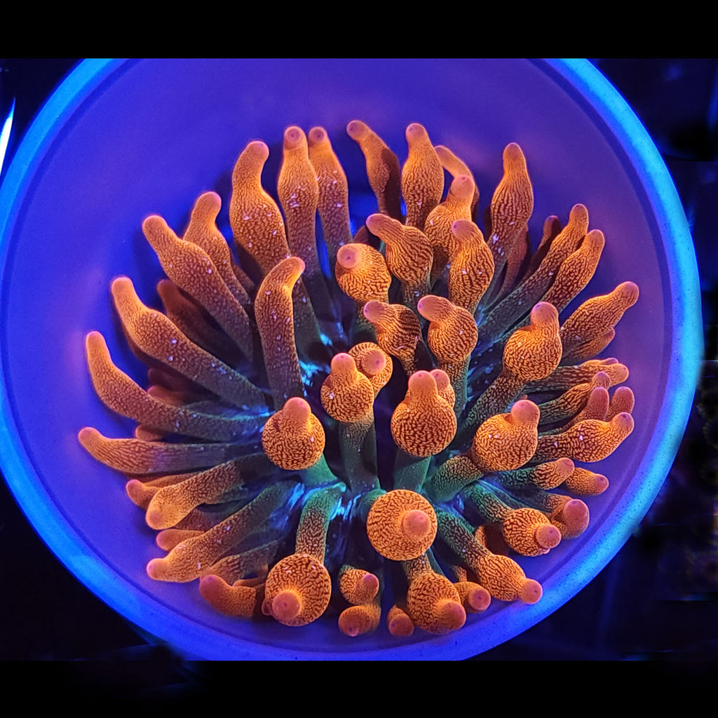 Rainbow Bubble Tip Anemone (RBTA)
