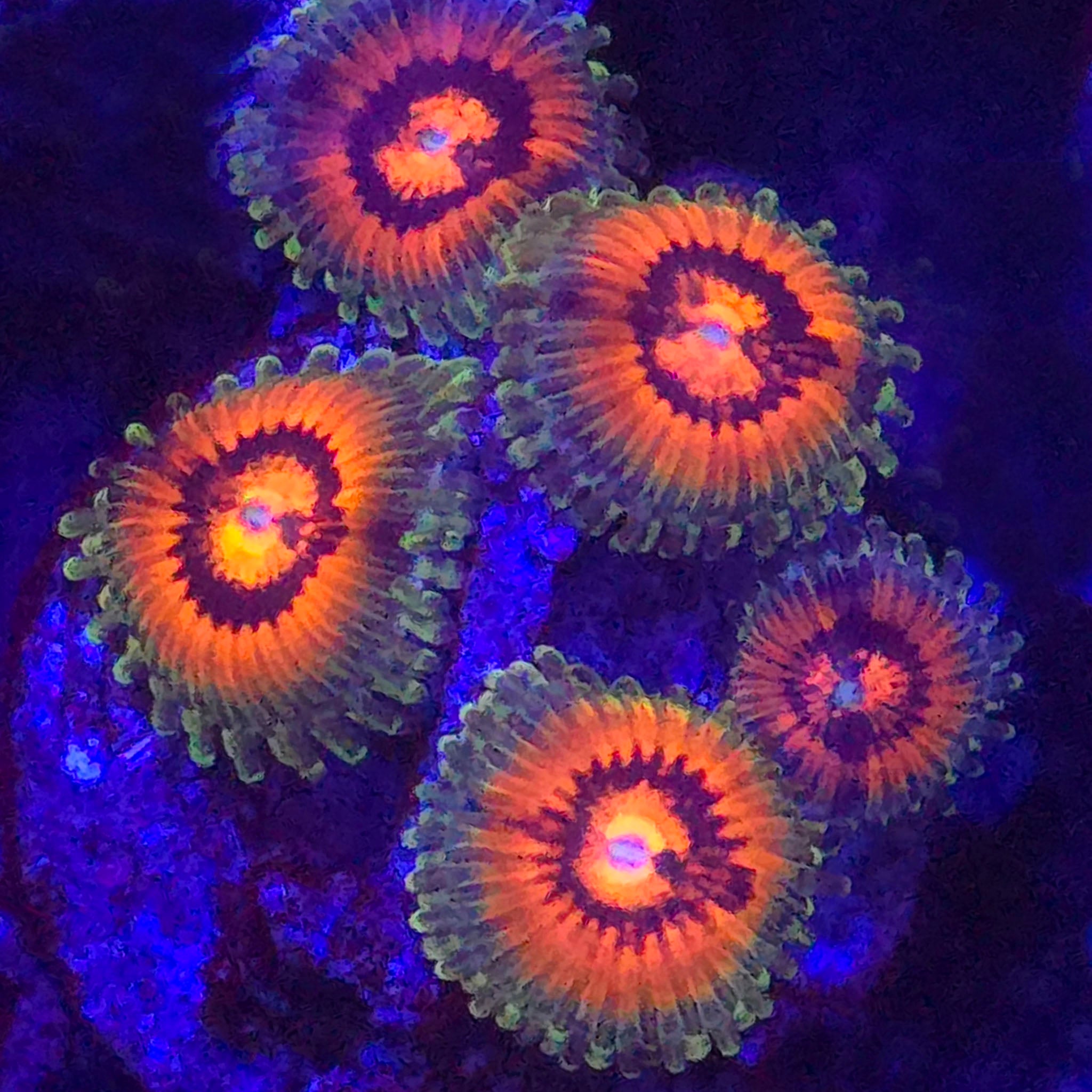 Rainbow Incinerator Zoanthids