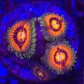 Rainbow Incinerator Zoanthids - Aquacultured Softie Coral | AJ's Aquariums