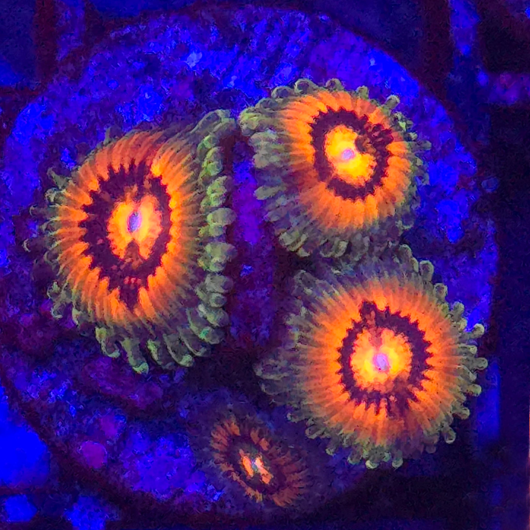 Rainbow Incinerator Zoanthids - Aquacultured Softie Coral | AJ's Aquariums