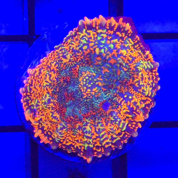 Rainbow Rhodactis Mushroom