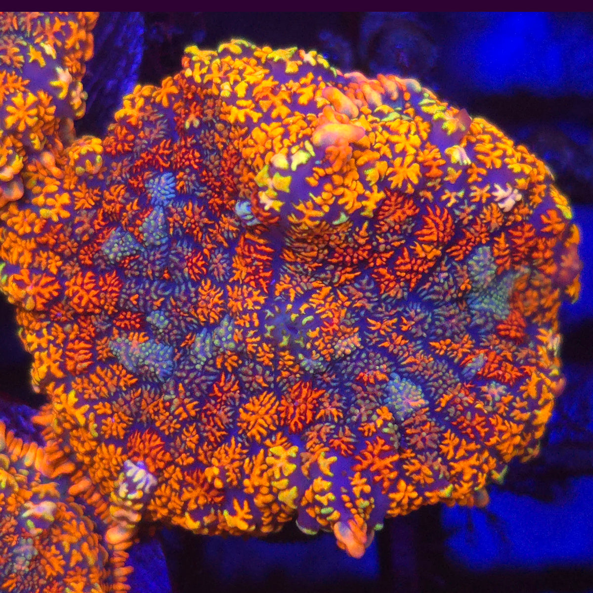 Rainbow Rhodactis Mushroom WYSIWYG - Aquacultured Softie Coral | AJ's Aquariums