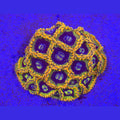 Rainbow Yoda Zoanthids - Aquacultured Softie Coral | AJ's Aquariums