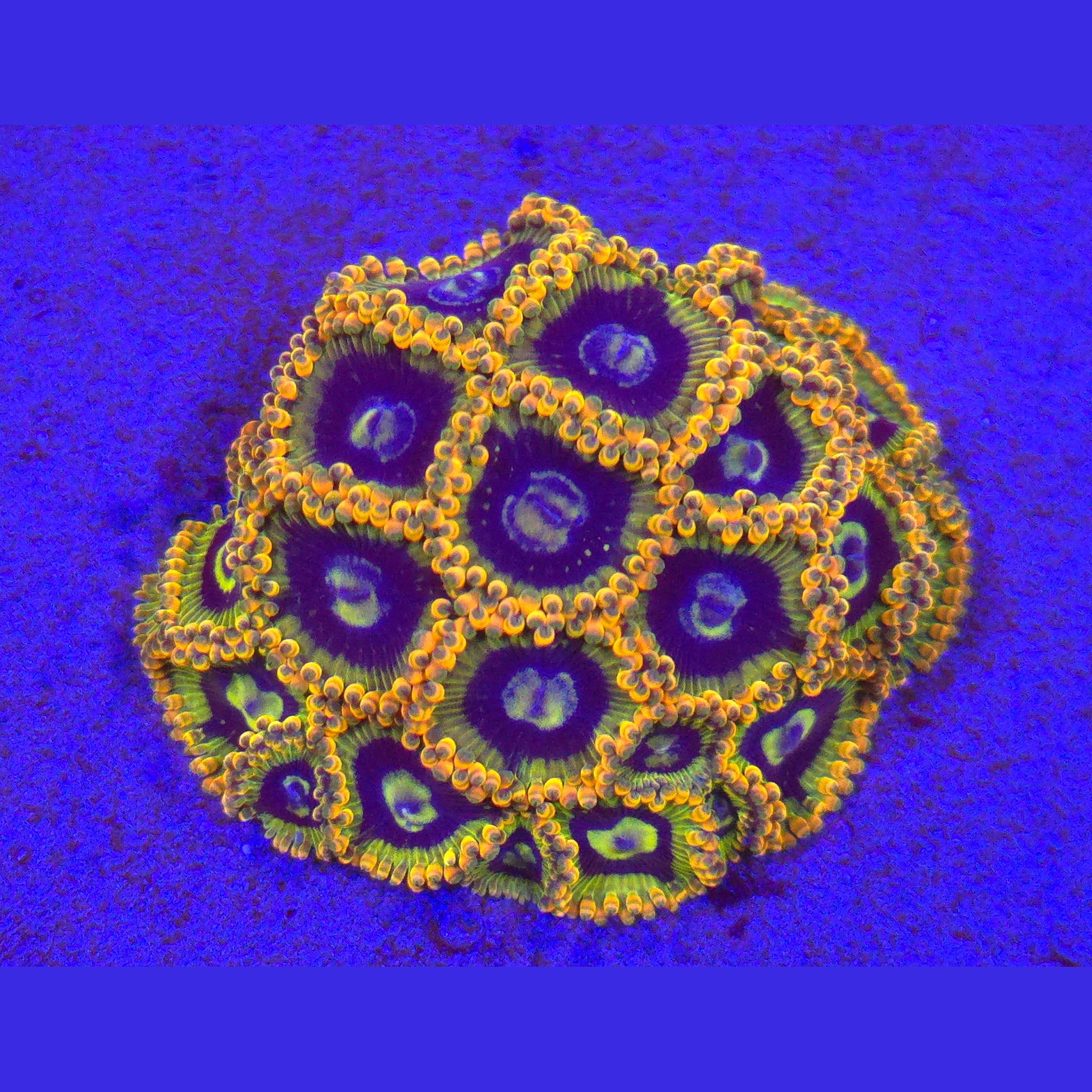 Rainbow Yoda Zoanthids - Aquacultured Softie Coral | AJ's Aquariums