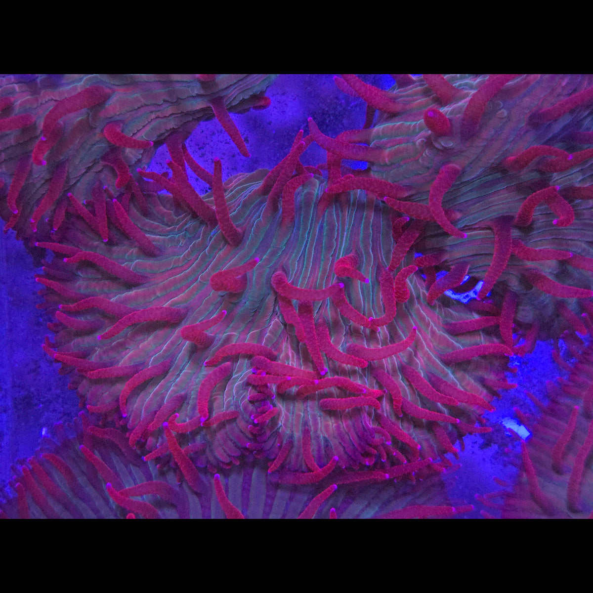 Red Diaseris Plate Coral - Aquacultured LPS Coral | AJ's Aquariums