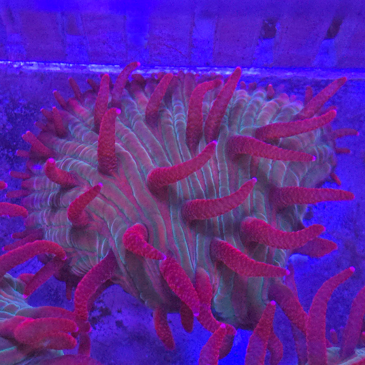 Red Diaseris Plate Coral