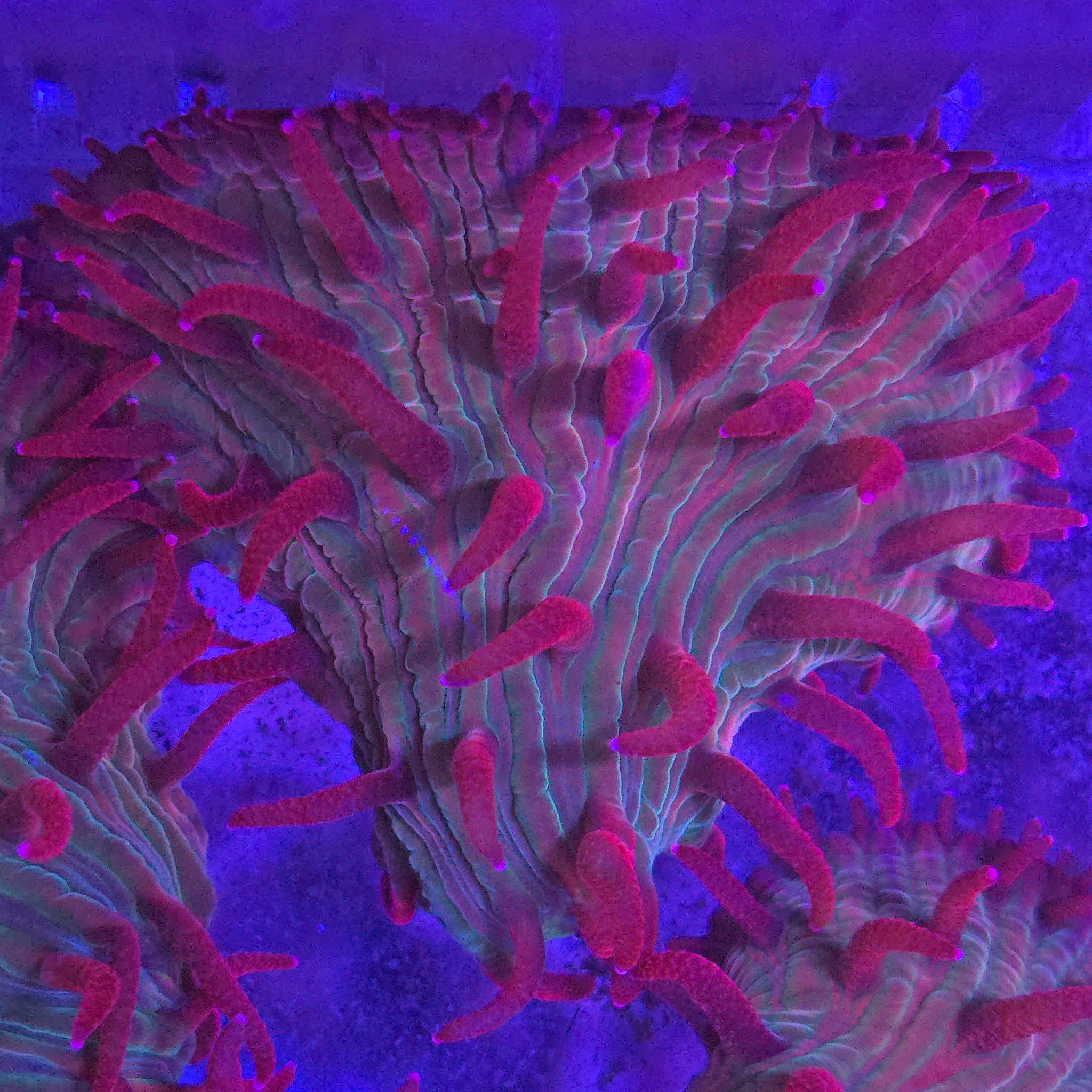 Red Diaseris Plate Coral