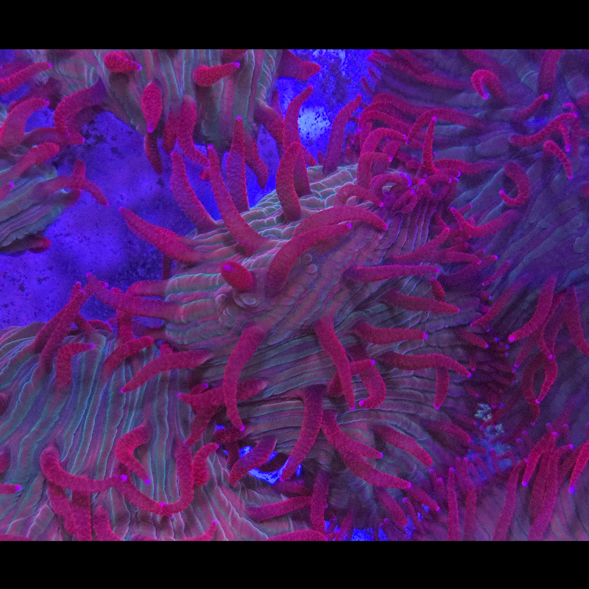 Red Diaseris Plate Coral — Aquacultured LPS Coral | AJ's Aquariums