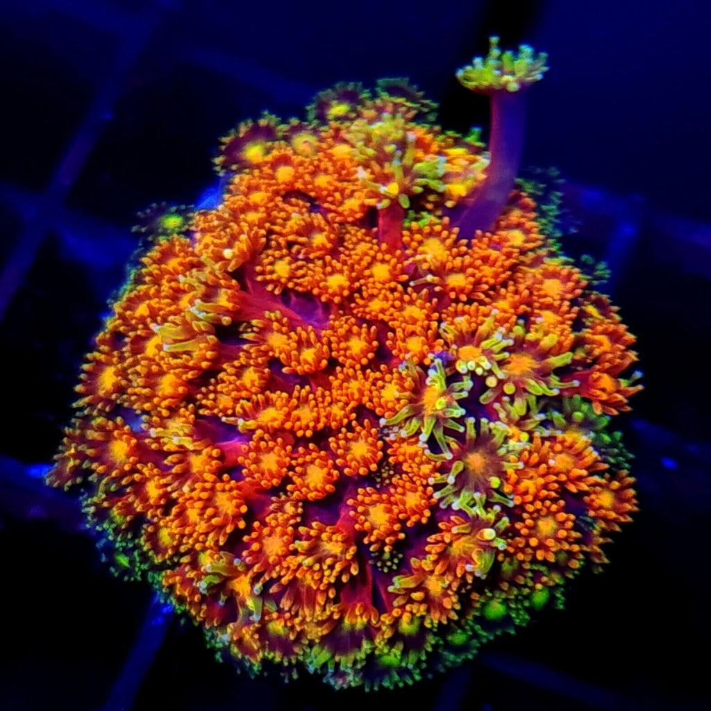 Red Rainbow Goniopora