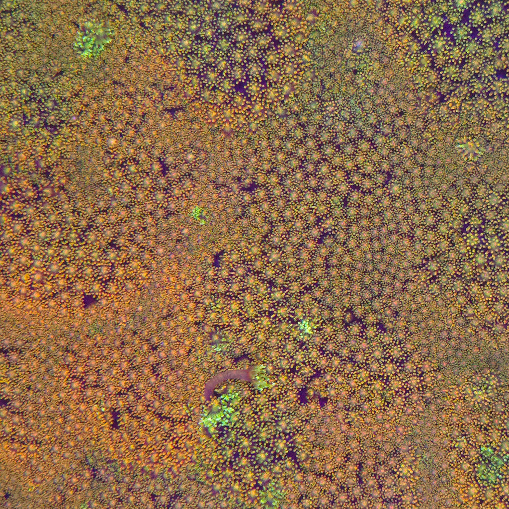 Red Rainbow Goniopora