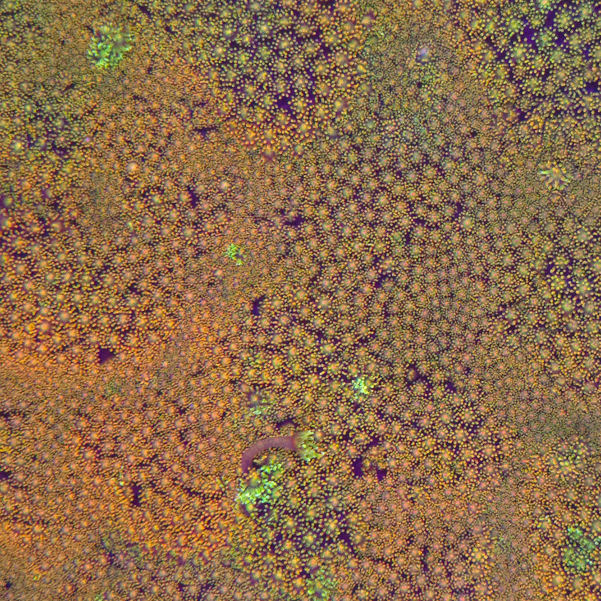 Red Rainbow Goniopora