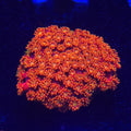Red Rainbow Goniopora WYSIWYG - Aquacultured LPS Coral | AJ's Aquariums