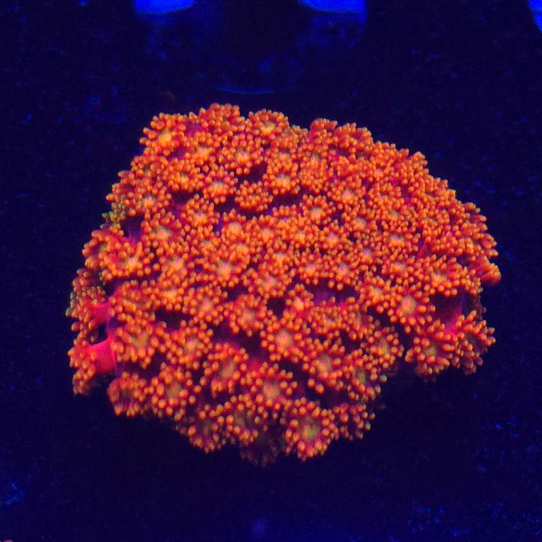 Red Rainbow Goniopora WYSIWYG - Aquacultured LPS Coral | AJ's Aquariums