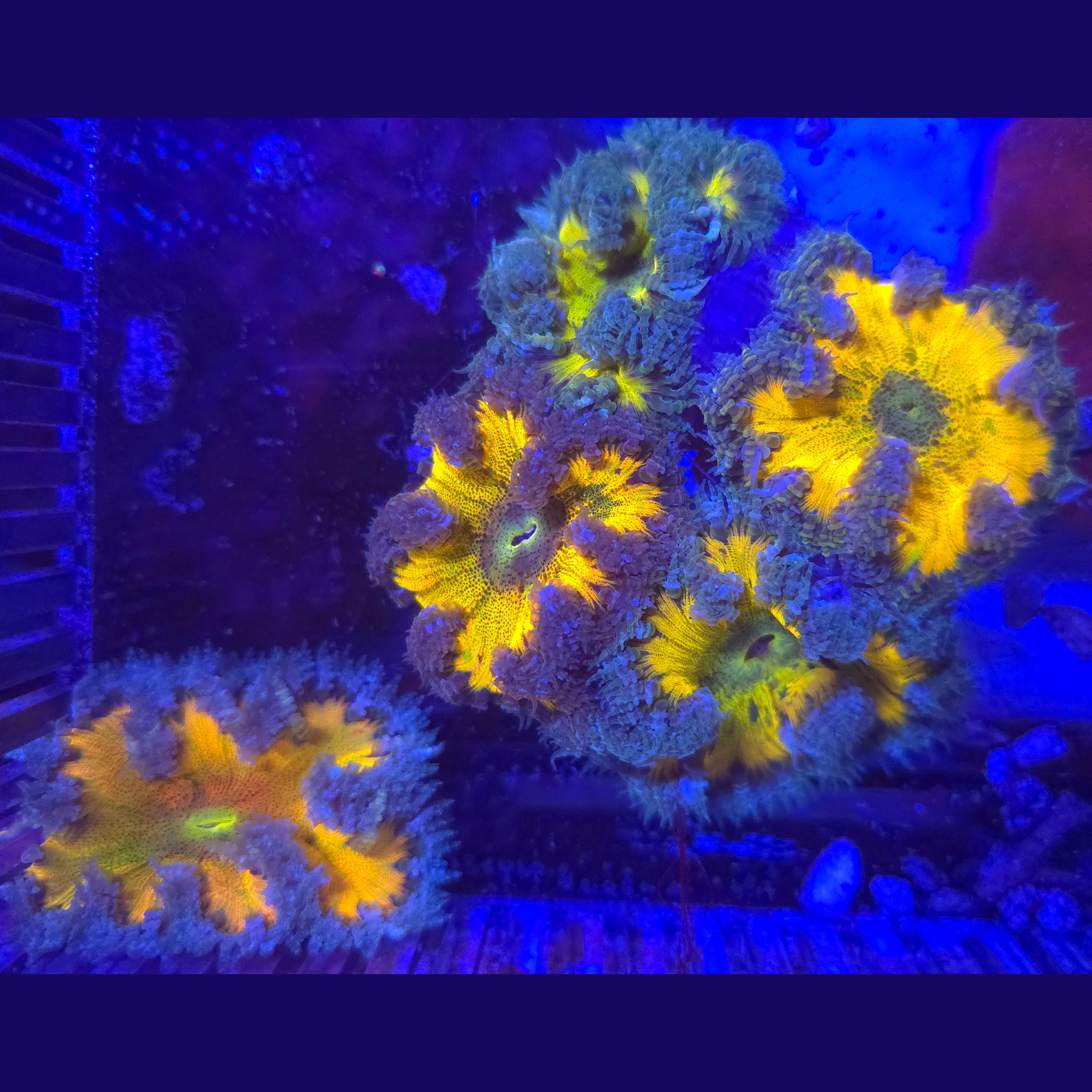Rock Flower Anemone - Anemone | AJ's Aquariums