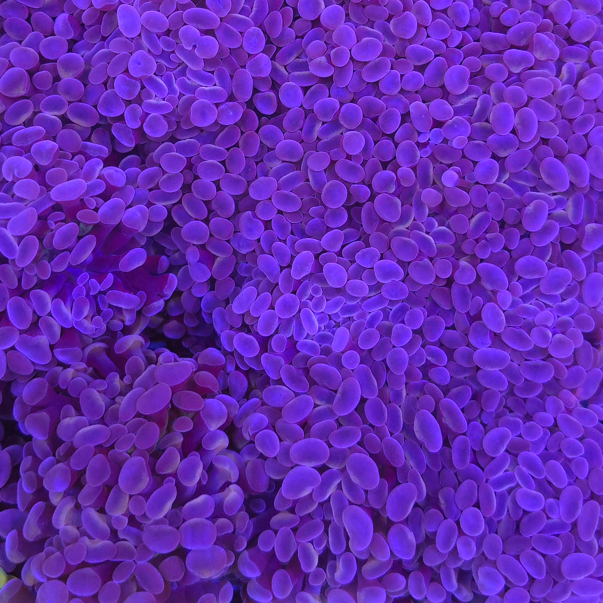 Rose Gold Hammer - Aquacultured LPS Coral | AJ's Aquariums