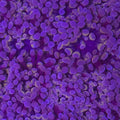 Rose Highlight Hammer - Aquacultured LPS Coral | AJ's Aquariums