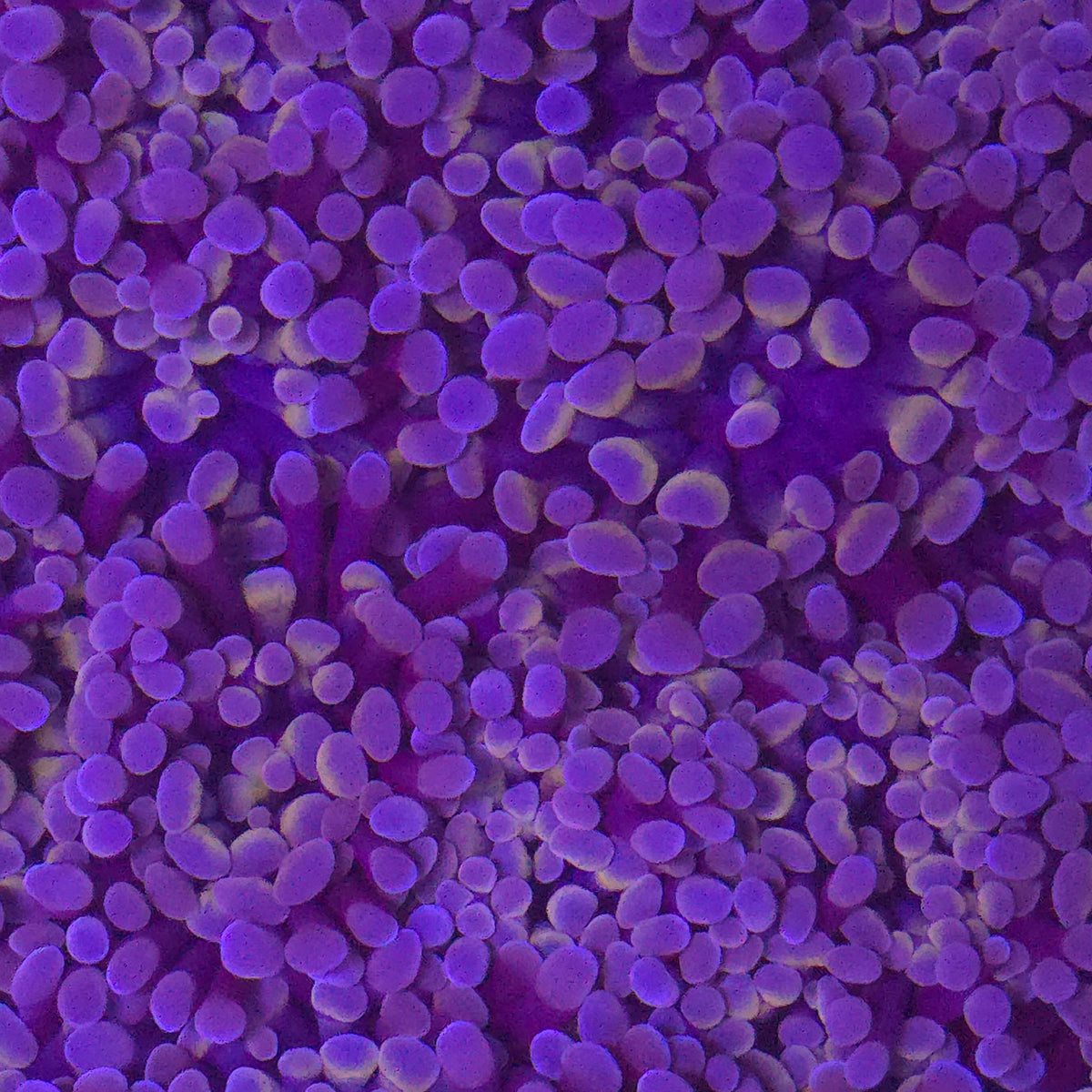 Rose Highlight Hammer - Aquacultured LPS Coral | AJ's Aquariums