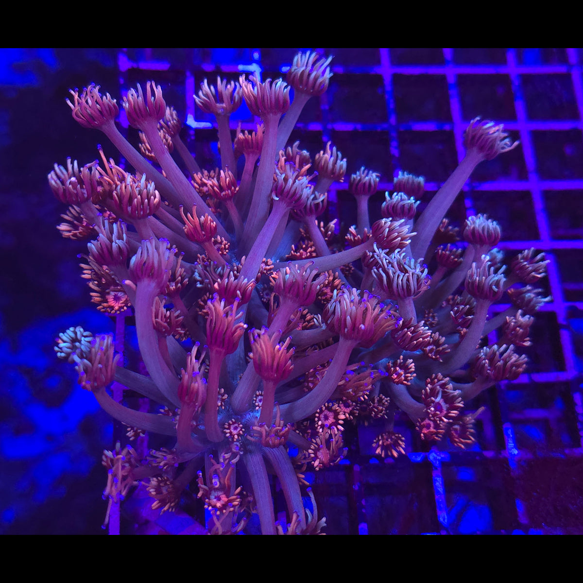 SBB Fire & Ice Goniopora