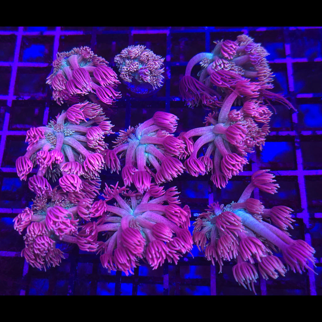 SBB Ultraviolet Goniopora - Aquacultured LPS Coral | AJ's Aquariums