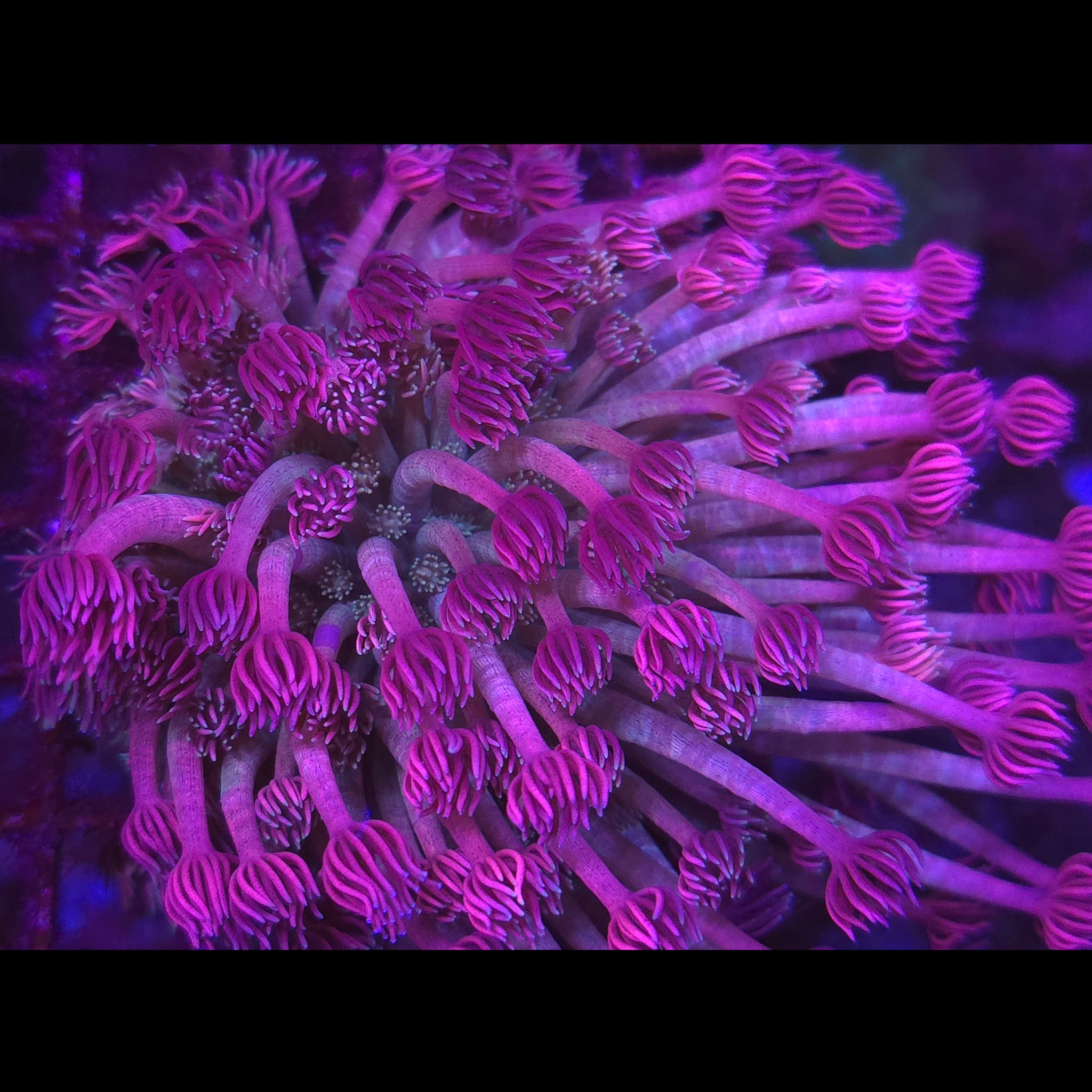 SBB Ultraviolet Goniopora