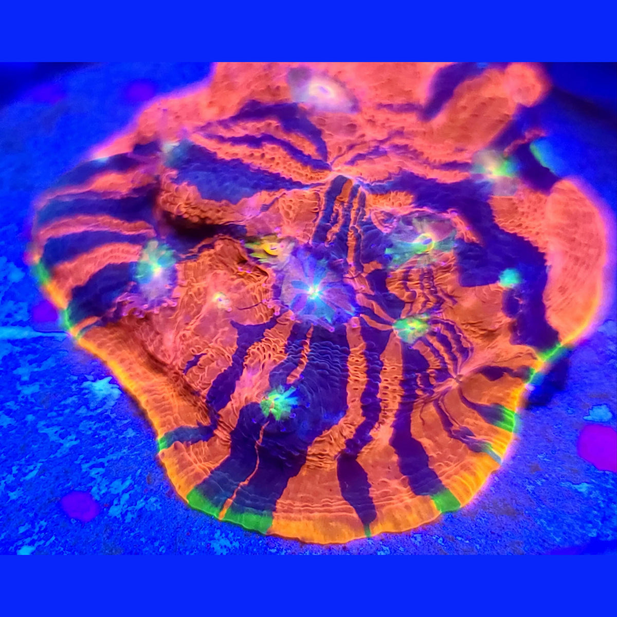 SC Dynamite Rainbow Chalice - Aquacultured LPS Coral | AJ's Aquariums