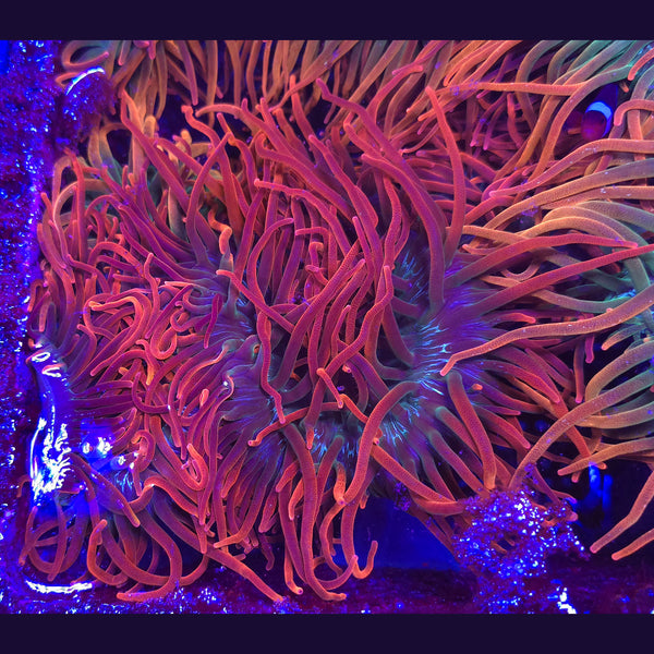 Sherman Bubble Tip Anemone - Aquacultured Anemone | AJ's Aquariums