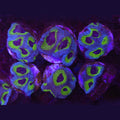 Sinister Favia - Aquacultured LPS Coral | AJ's Aquariums