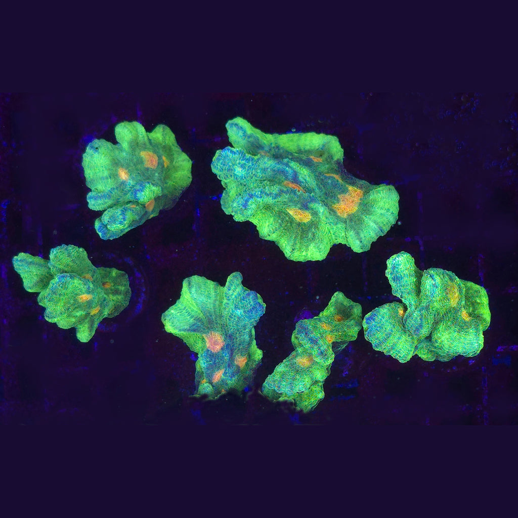 Space Invader Pectinia - Aquacultured LPS Coral | AJ's Aquariums